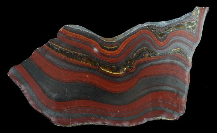 Polished Tiger Iron Stromatolite - ( Billion Years) #62729